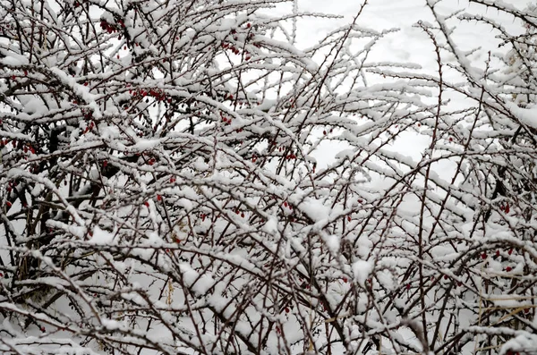 Snöiga bush i is — Stockfoto