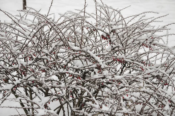 Zasněžené bush v ledu — Stock fotografie