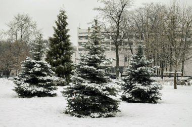 Buz ve kar ile kaplı Ladin ağacı