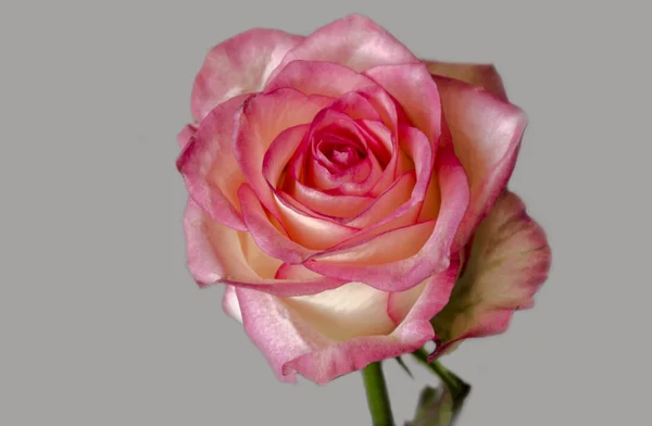 Rosa rosa flor — Fotografia de Stock