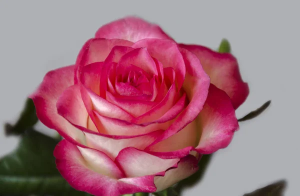 Rose rose fleur — Photo