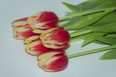 Kırmızı lale tomurcukları