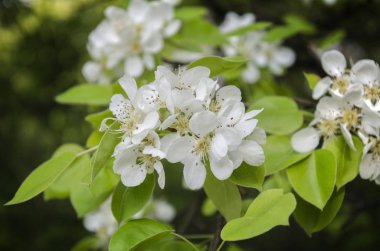 Bahar çiçekli armut