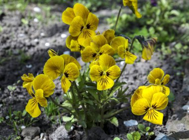 güzel Menekşe çiçek