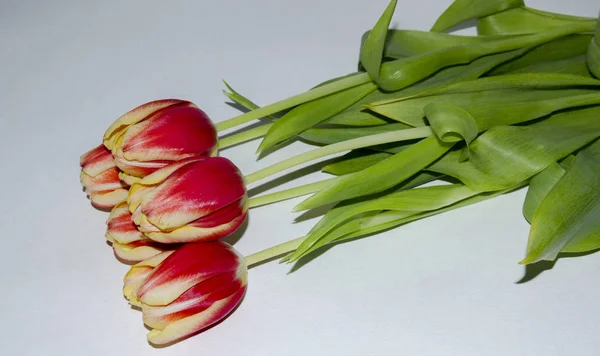 Bourgeons de tulipes rouges — Photo