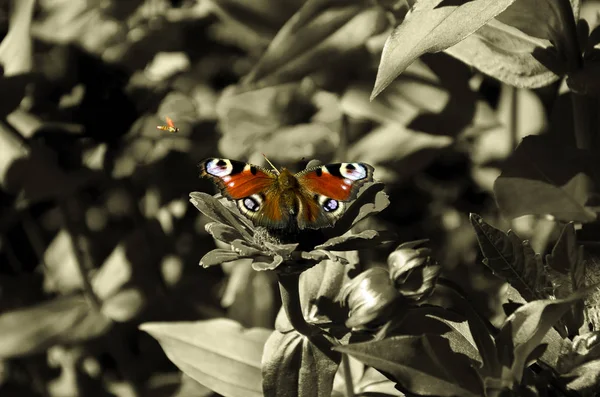 Világos, szép pillangó — Stock Fotó