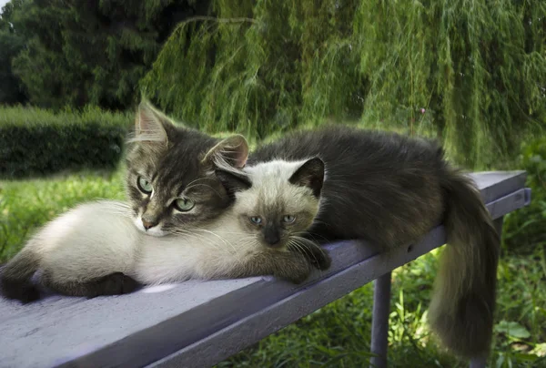 Lindos gatos en el jardín — Foto de Stock