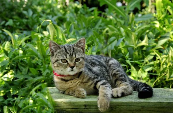 Krásná šedá kočka — Stock fotografie