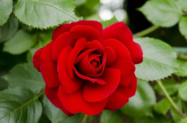 Rote Rosenblüte — Stockfoto