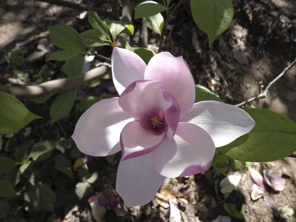 Zarte Magnolienblüte — Stockfoto