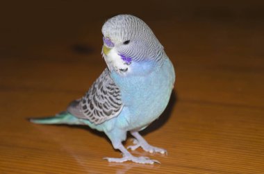 Küçük dalgalı papağan