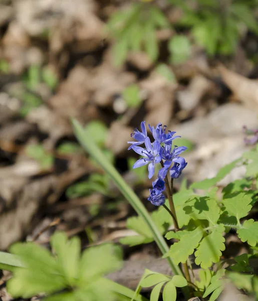 Beautiful flower in the forest — Stock Photo, Image