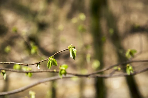 Folhas jovens verdes e botões em um ramo de uma árvore — Fotografia de Stock