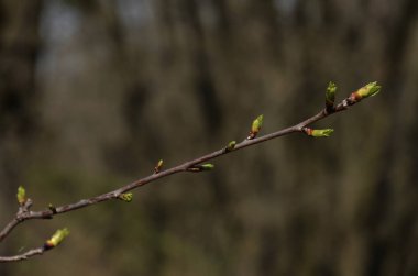 Yeşil genç yaprakları ve tomurcukları ağaç dal