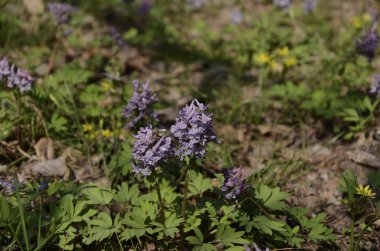 Ormanda güzel bir çiçek