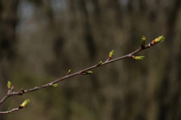 Unga blad och knoppar på en gren av ett träd — Stockfoto