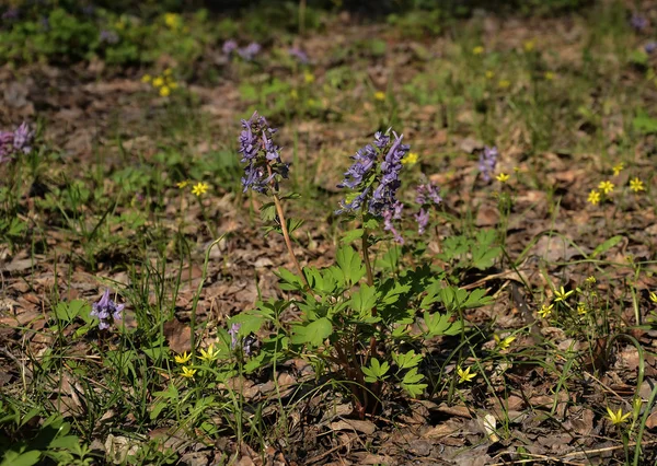 Beautiful flower in the forest — Stock Photo, Image