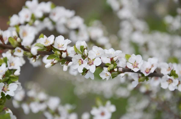 Branche Fleurie Délicate Blanche Buissons Fruits Journée Chaude Printanière Dans — Photo