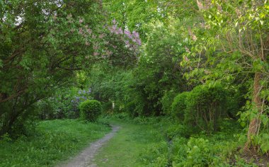 Yol renkli çiçekli Bahçe, güneşli bahar öğleden sonra lider