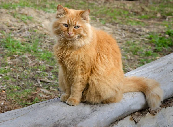 Chat Rouge Vif Aux Yeux Bleus Assis Sur Une Bûche — Photo