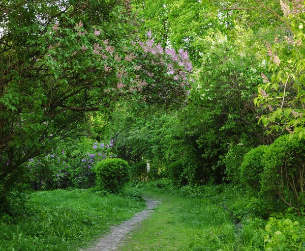 Camino Que Conduce Colorido Jardín Con Flores Soleada Tarde Primavera —  Fotos de Stock