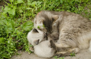 Çim de kedi ile kedi