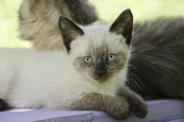 Siamesisches Kätzchen mit blauen Augen — Stockfoto