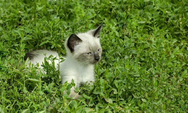 草の中に子猫がいて — ストック写真