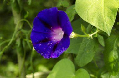 Su damlacıkları ile güzel mavi çiçek