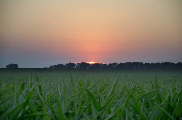 Sommar Kväll Ljusa Vackra Solnedgången Över Fältet Och Liten Fågel — Stockfoto