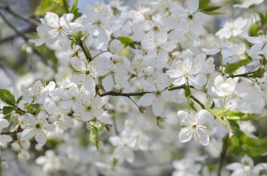Bahar bahçe, büyük ölçekli plan meyve ağacının dalını çiçekli