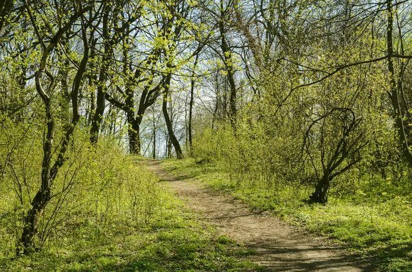 Camino Que Conduce Colorido Bosque Primavera Flor Una Soleada Tarde —  Fotos de Stock