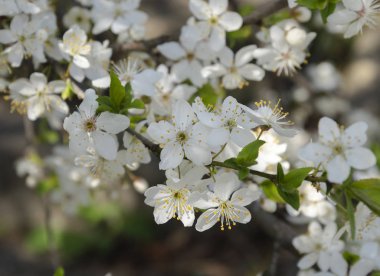 Meyve ağacı dalı çiçekli