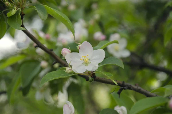 Witte appelboom — Stockfoto