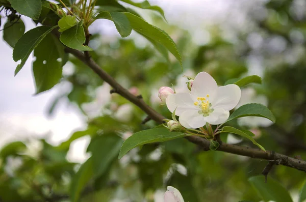 Witte appelboom — Stockfoto