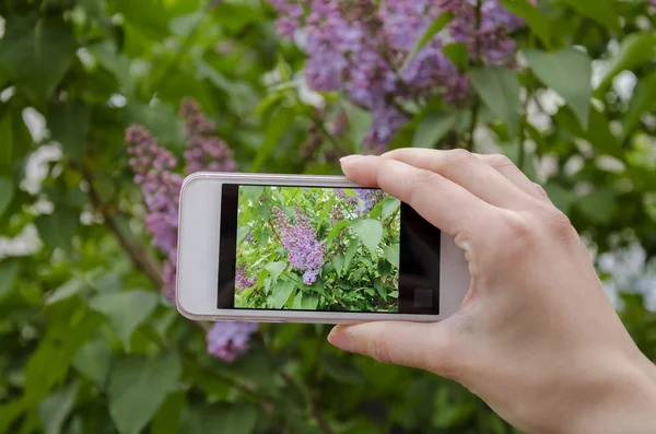 Lila fotoğraf ile telefon