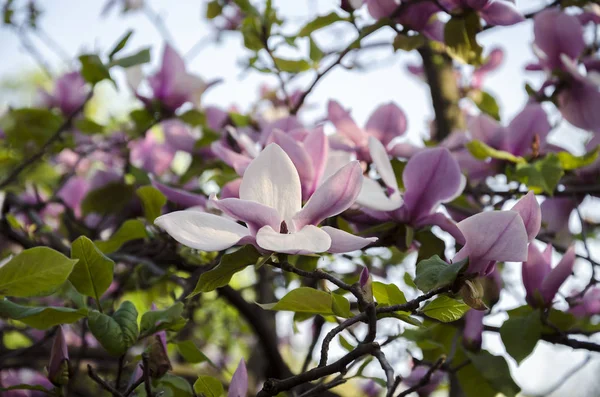 Kwiaty pachnące magnolia — Zdjęcie stockowe