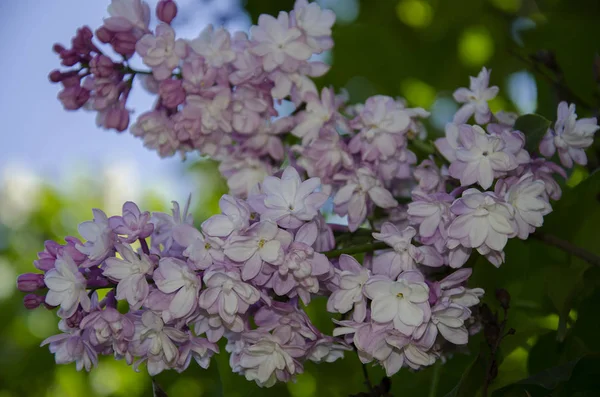 Voorjaar Bloeiende Van Geurende Lila Met Groene Bladeren Tuin — Stockfoto