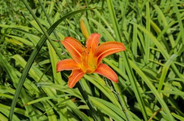 Çiçek Bahçesi zambaklar