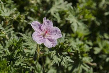 Güzel yakın çekim çiçek