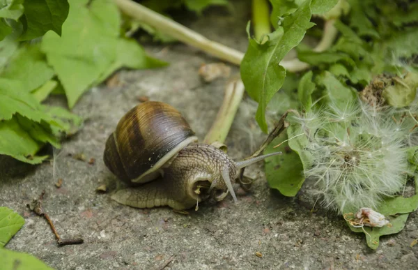 Snail in leaves — Stock Photo, Image