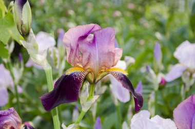 güzel Iris çiçeği