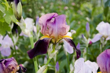 güzel Iris çiçeği