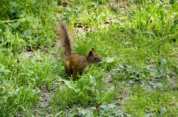 Πορτοκαλί σκίουρος στο γρασίδι — Φωτογραφία Αρχείου