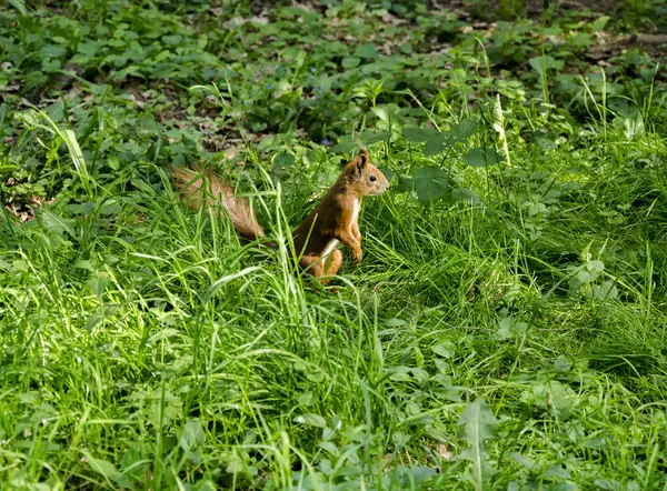 オレンジ色のリス草 — ストック写真