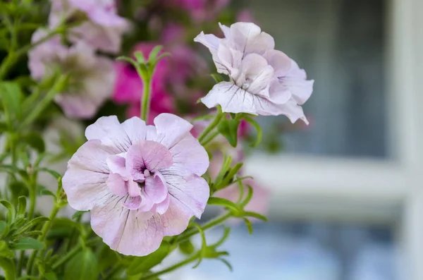 Vacker petunia blomma — Stockfoto