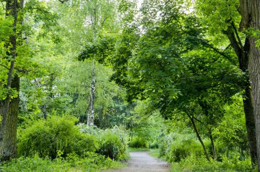 Yaz aylarında Orman yolundaki