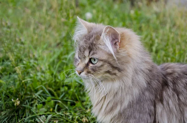 Retrato de un gato sobre un fondo de hierba —  Fotos de Stock