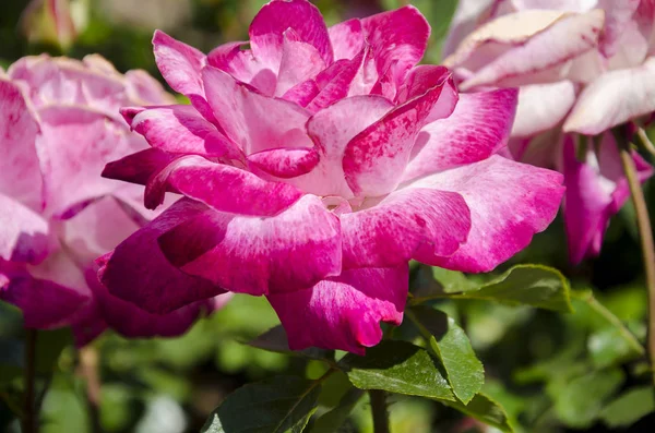 Virág a pályázati Rózsa egy zöld háttér — Stock Fotó