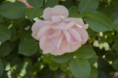 Gül Çiçeği Pembesi